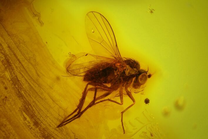 Fossil Fly (Diptera) In Baltic Amber #145485